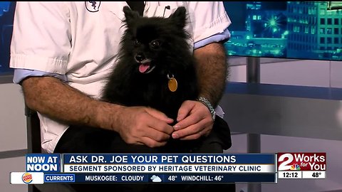 Ask Dr. Joe your pet questions: Bogie, a Pomeranian mix
