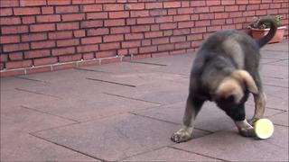 Puppy totally baffled by lemon, can't handle it