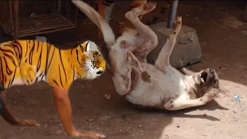 Dogs going crazy with stuffed tiger