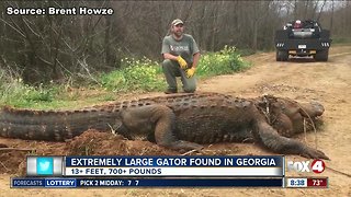Enormous 13-foot alligator found in Georgia