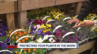 Best ways to protect your plants in the snow