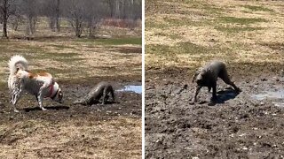 White Pup Gets Completely Covered In Giant Mud Puddle