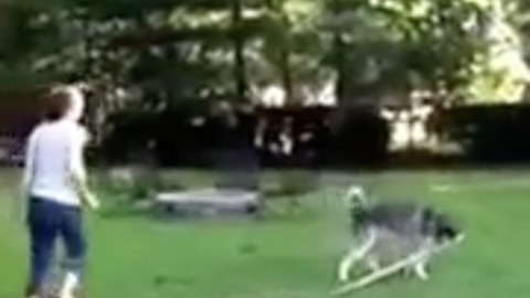 Jousting Backyard Dog