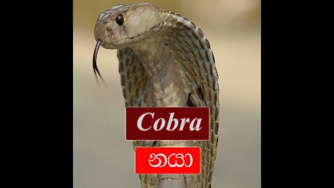 The Cobra Snake | Rescue Cobra Snake in Sri Lanka | Naja Naja | Nagaya