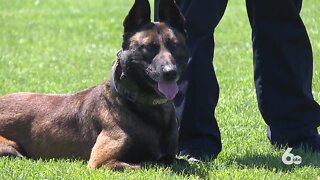 Two Meridian PD K-9's carry more than just their badges, they're carrying legacies
