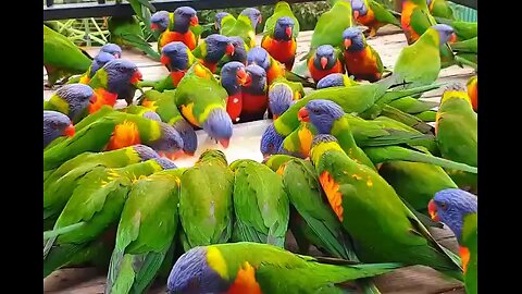 Hungry Rainbow Lorikeets feeding in morning