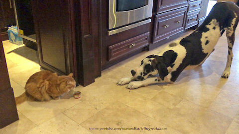 Great Dane And Cat Demonstrate Social Distancing While Eating