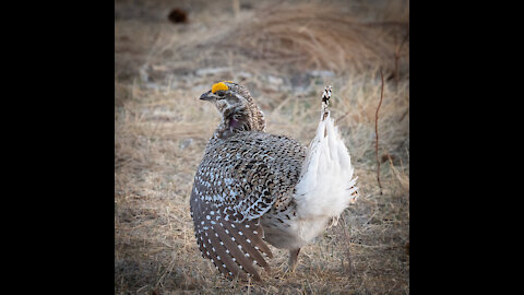 Dance of the Prairie Chicken