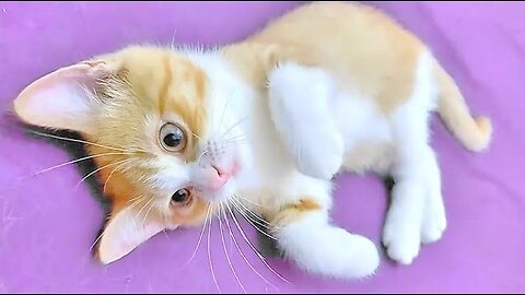 Tiny Kitten With Adorable Cute Face | Cute Kitten cute cat