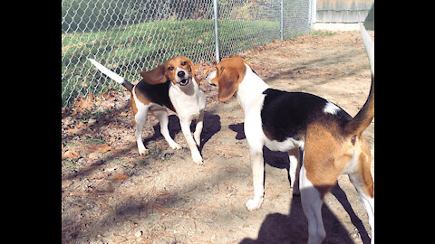 Beagle Buddies Scary Big Pot