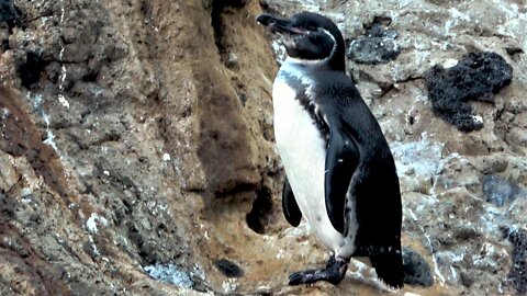 Galapagos Penguin Shakes Tail Feathers While Basking In The Sun