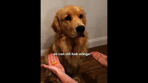 Golden Retriever Adorably Falls For Magic Trick