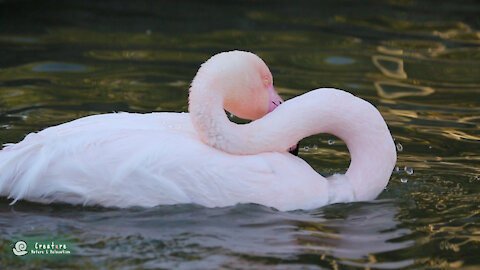 Flamingos bathing in the water