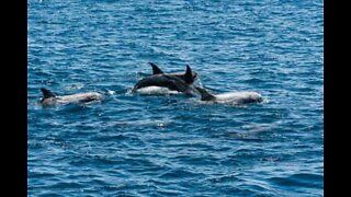 Golfinhos nadam ao lado de caiaques na Irlanda