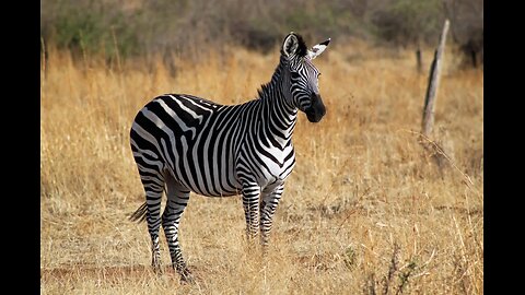 zebra 🦓