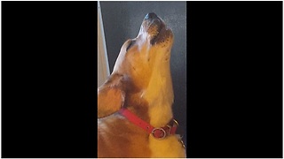 Melancholy hound can't stop howling