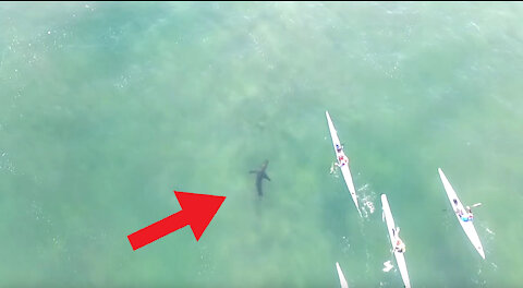 Drone Footage of Great White Sharks Underneath Surf Skies 🦈🦈