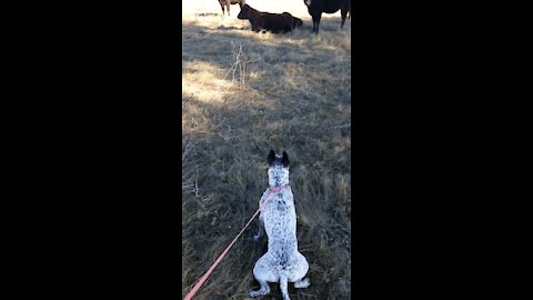 Blossom wants to chase cows