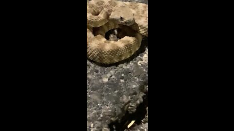 Baby rattlesnake near Las Vegas temple