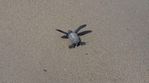 First leatherback sea turtle hatchling to emerge & escape hungry vultures