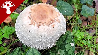 The First Autumn Mushrooms - Macrolepiota procera