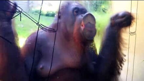Den här orangutangen rengör sitt fönster som ett proffs