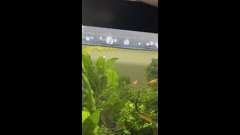 Aquarium, Live Feed