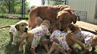 Puppies in adorable pajamas drink milk from their mother