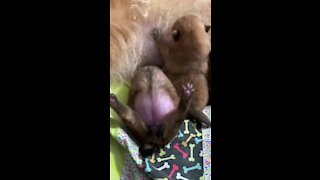 Pomeranian puppy drinks from mommy while lying upside down