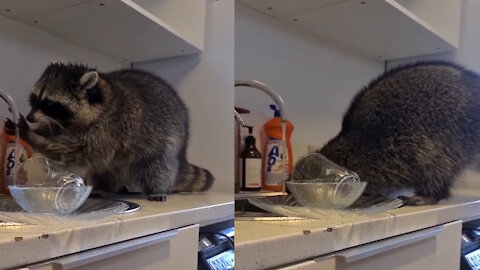 Raccoon gargle helps around the kitchen