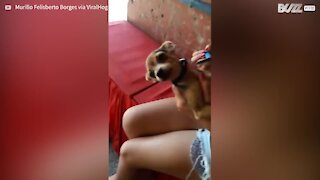 Cette chienne fait des bruits étranges lorsqu'elle se fait toiletter