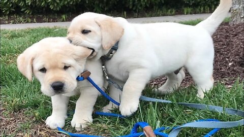Funniest & Cutest Labrador Puppies #1 - Funny Puppy Videos 2020