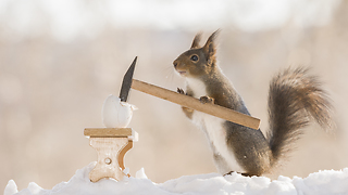 Easter Squirrels cracking eggs