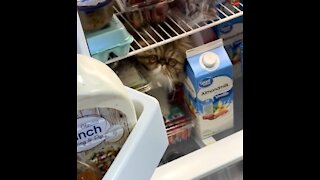 Spy Kitty thinks she blends in with the fridge