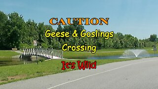 Geese & Goslings Crossing – It’s Wild
