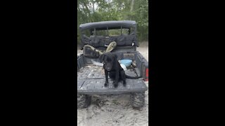 Labrador Retriever Training “Pepper”