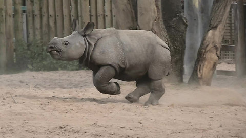 Running baby rhino doesn't want to go inside for bedtime