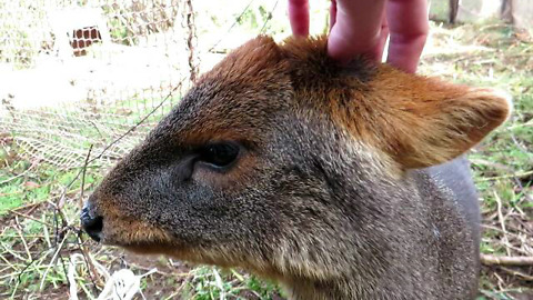 Rescued young pudu thoroughly enjoys head scratches
