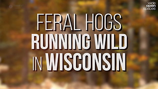 Feral Hogs in Wisconsin