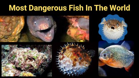 Most Dangerous Fish In The World | Deadliest Ocean Monsters