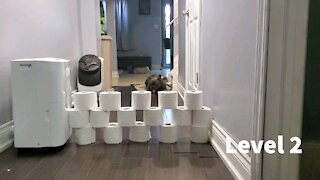 Enthusiastic Frenchie tries the toilet paper challenge