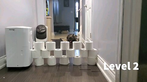 Enthusiastic Frenchie tries the toilet paper challenge