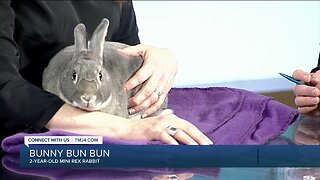 Meet Bunny Bun Bun from HAWS