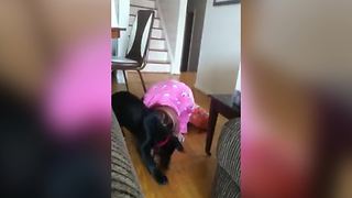 Funny Puppy Dog Tugs At A Teen Girl's Hair And Drags Her Around