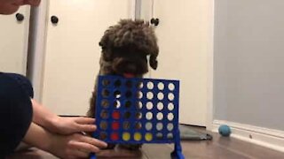 Dog plays game of 4 in a row