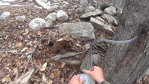 Harvesting And Boiling Maple Sap Making Maple Syrup PT I