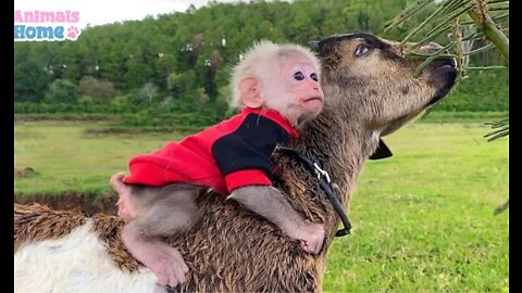 Little Monkey Climbing on Goat _Funny video