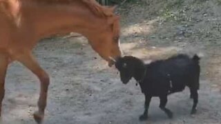 L'amore improbabile tra un cavallo e una capra