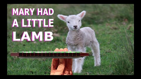 How to Play Mary Had a Little Lamb on a Tremolo Harmonica with 16 Holes
