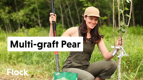 Planting a MULTI-GRAFT PEAR — Ep. 105